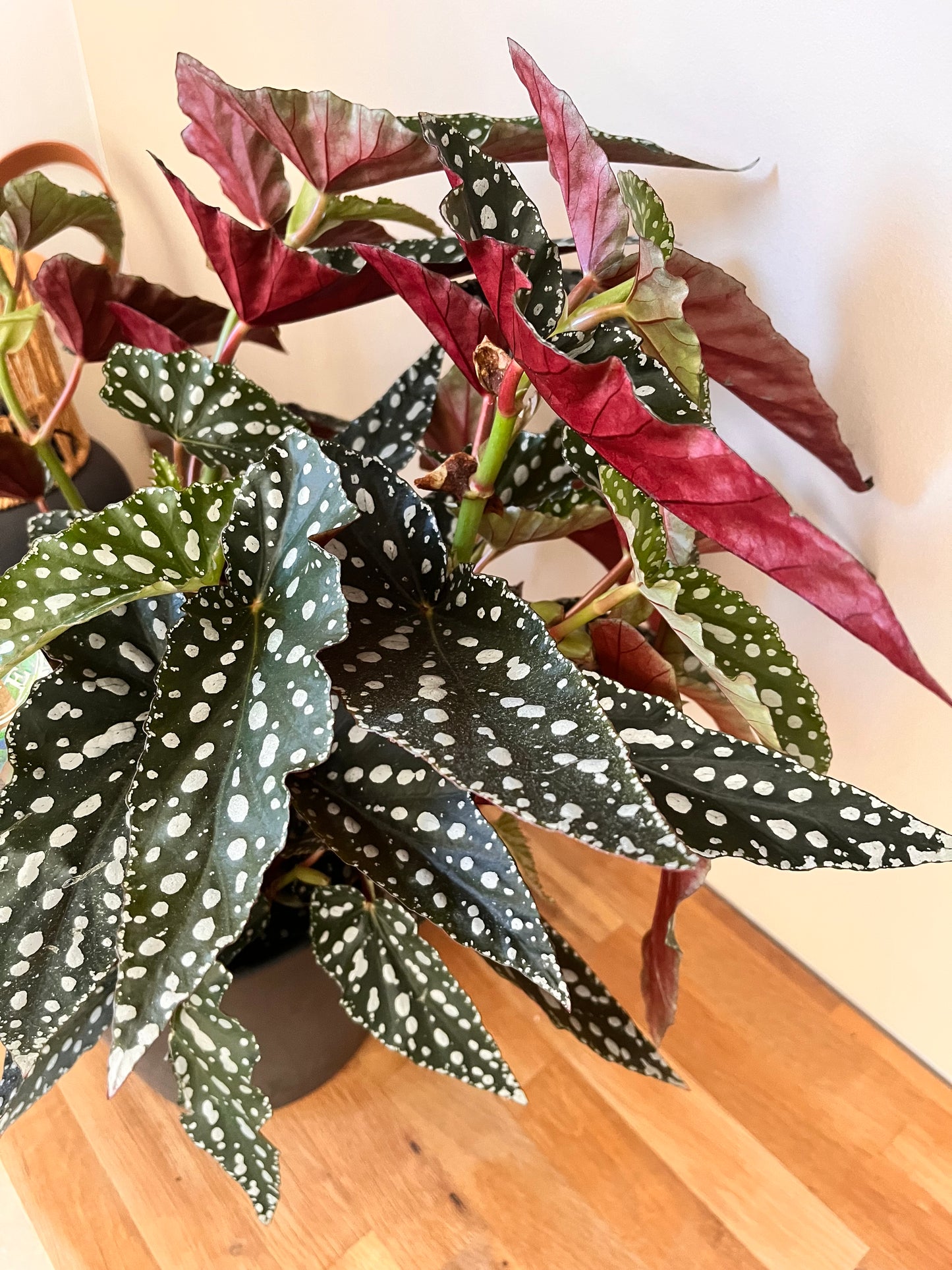 Bégonia Maculata Spotlight Green