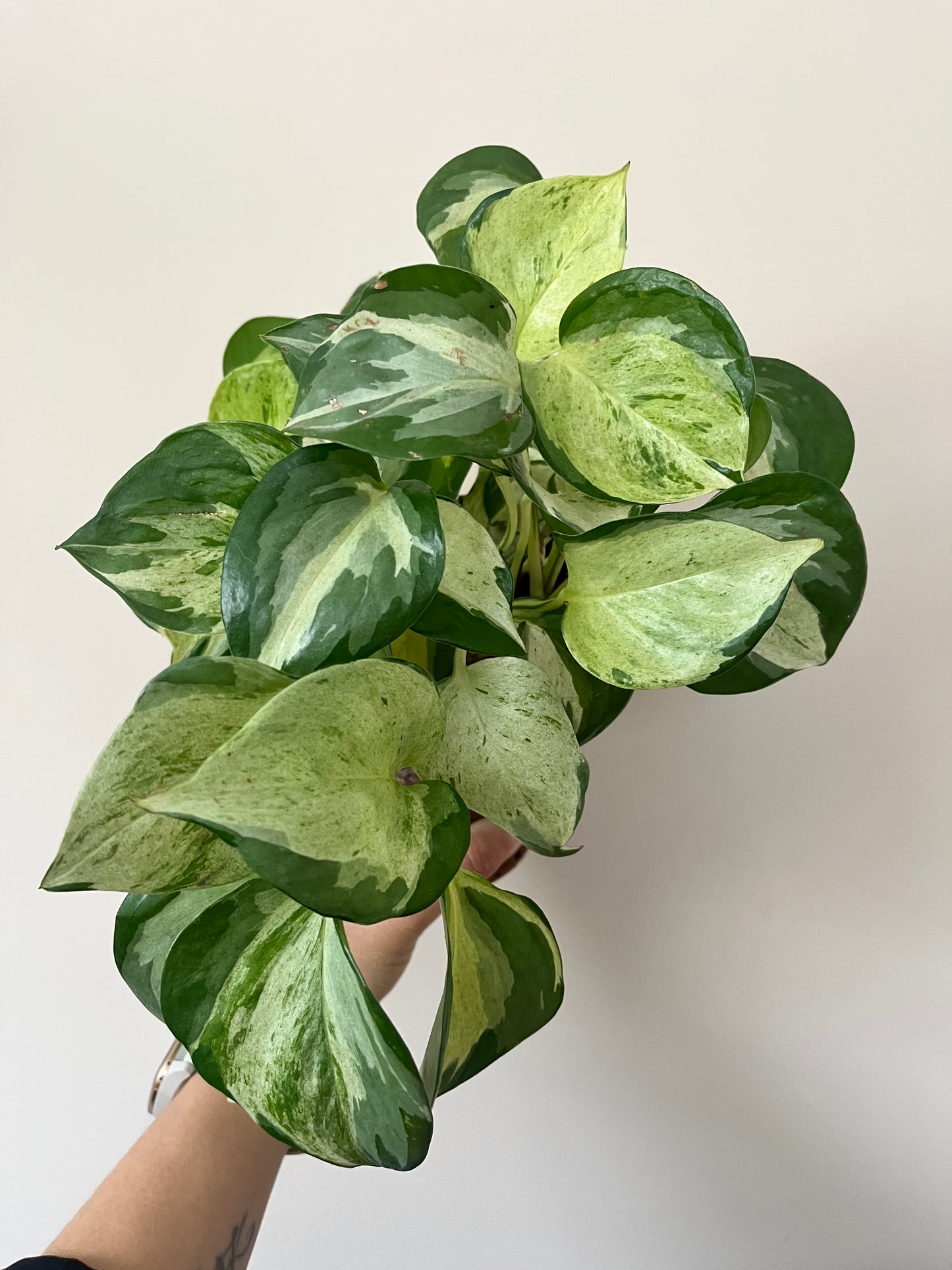 Pothos Manjula