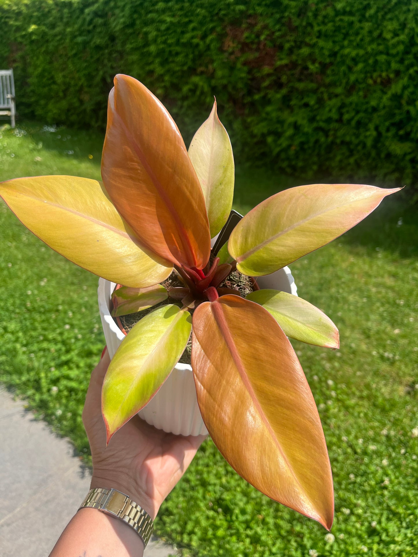 Philodendron Prince of orange
