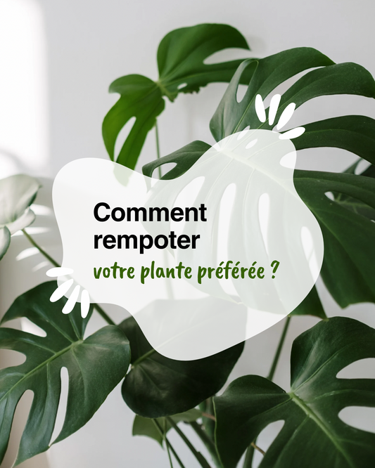 Rempotage des plantes d’intérieur : quand et comment bien rempoter ?