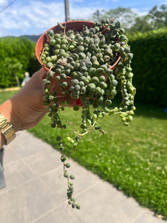 Senecio Rowleyanus