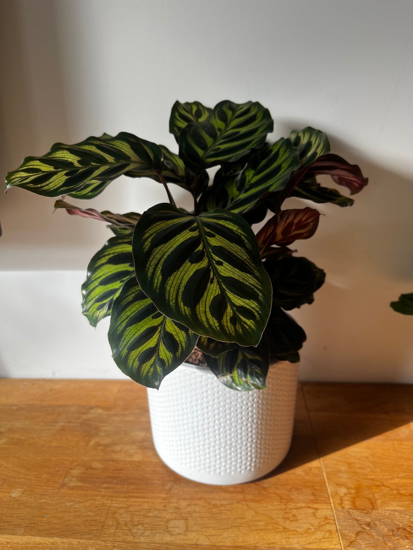 Calathea Makoyana