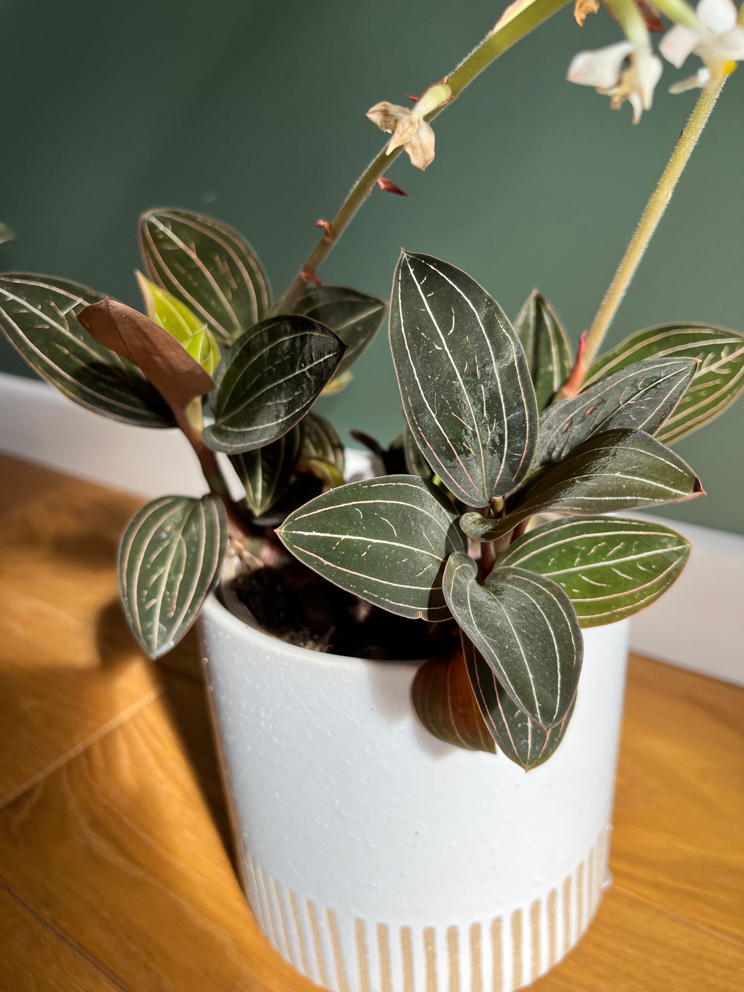 Ludisia Discolor