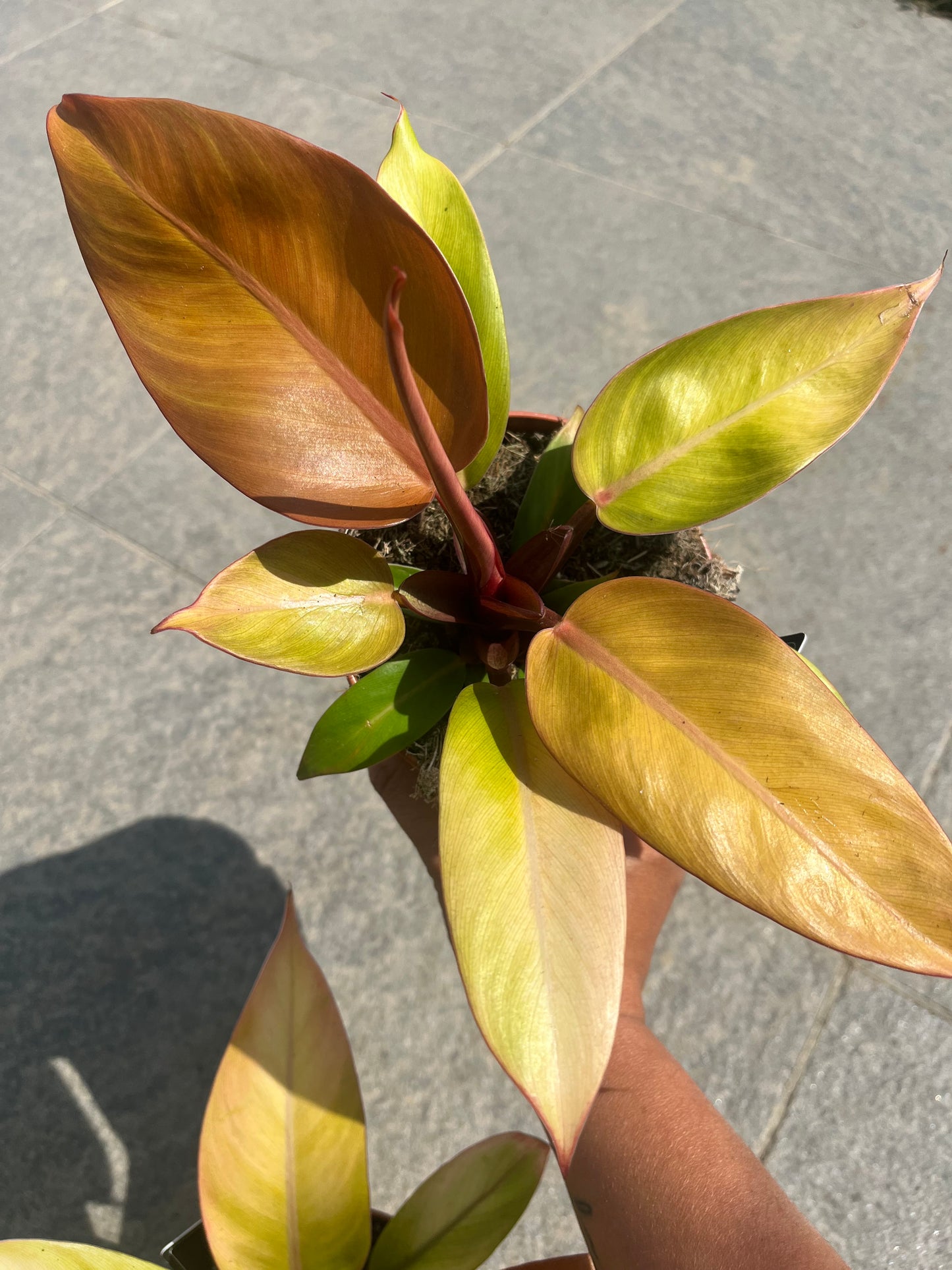 Philodendron Prince of orange