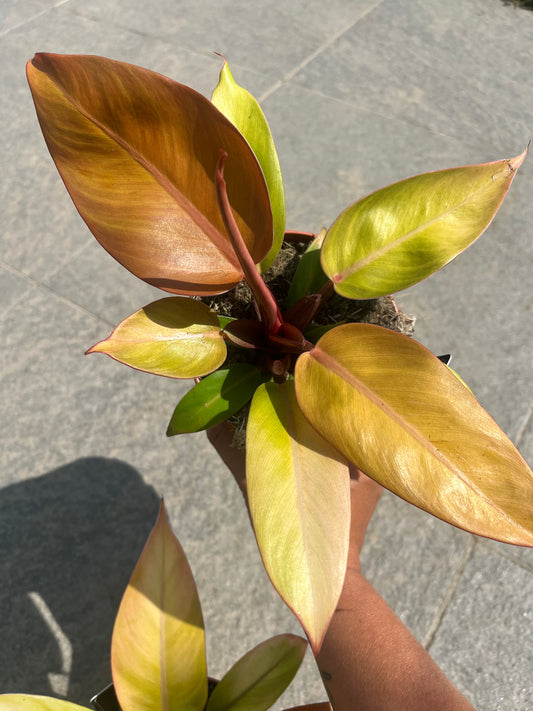 Philodendron Prince of orange