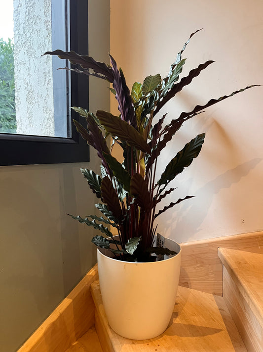 Calathea Wavestar