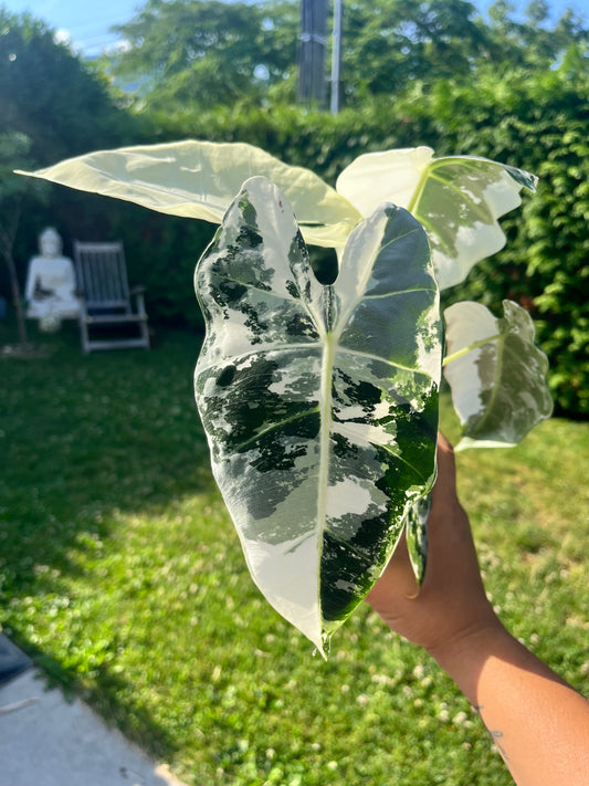 Alocasia Frydek Variegata