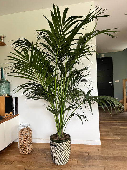 Howea Forsteriana