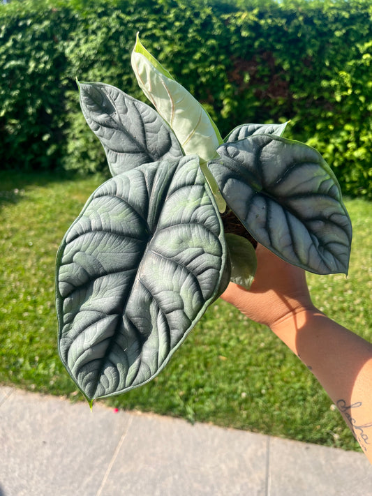 Alocasia Silver Dragon