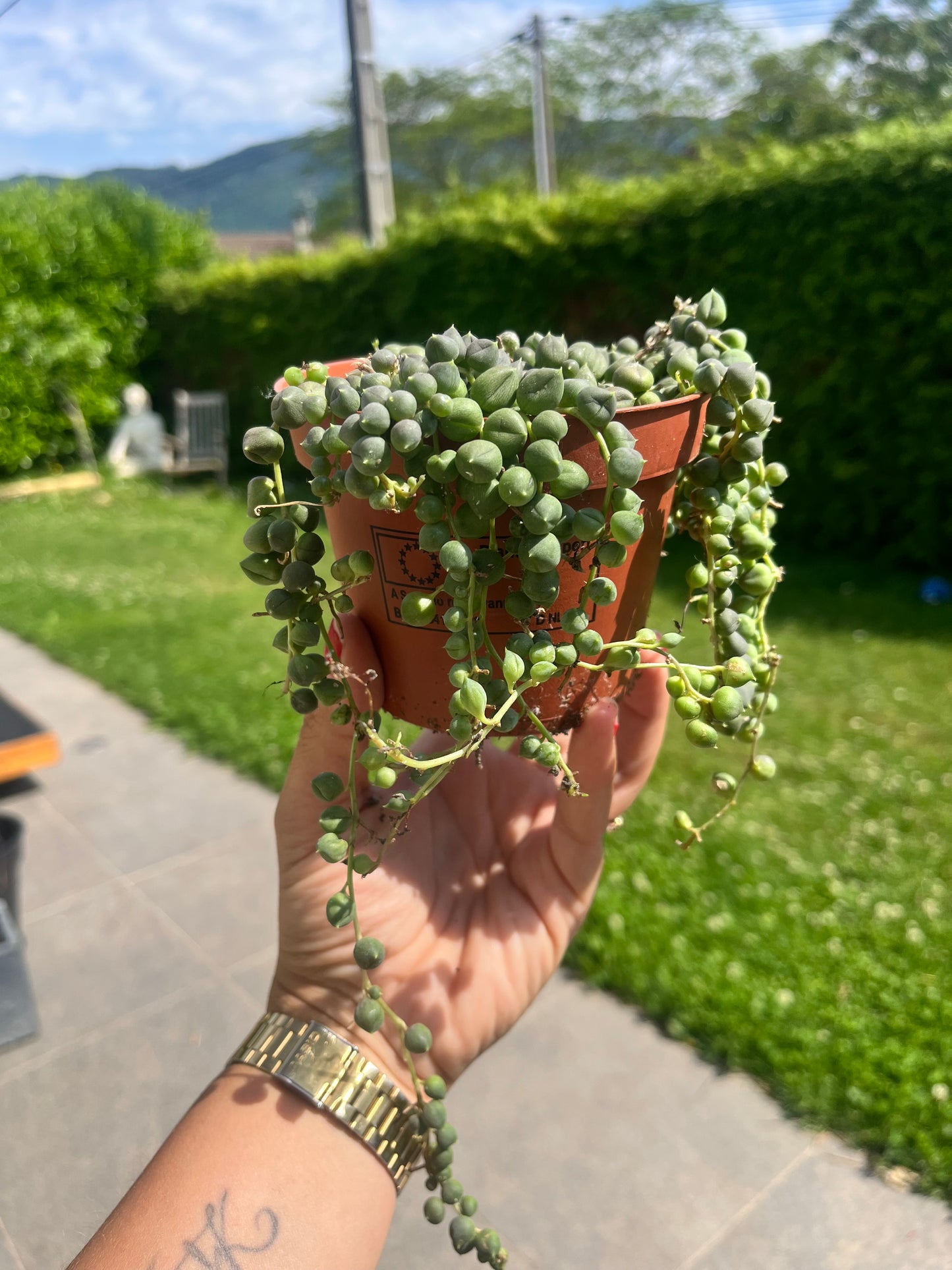 Senecio Rowleyanus