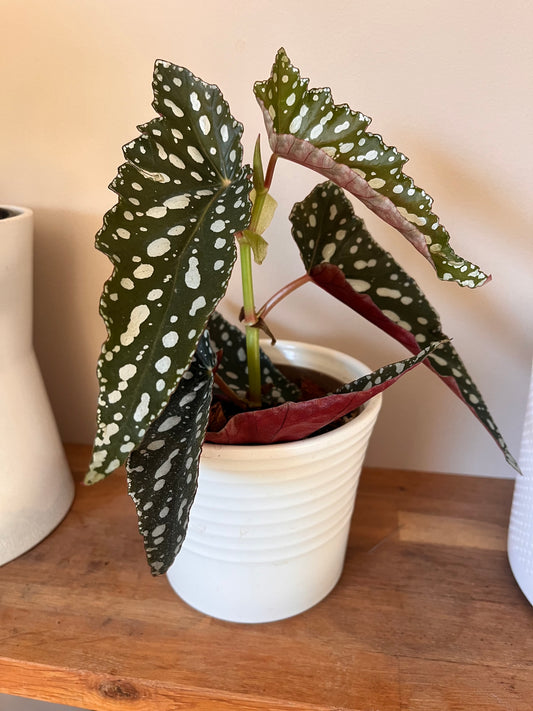 Bégonia Maculata Spotlight Green