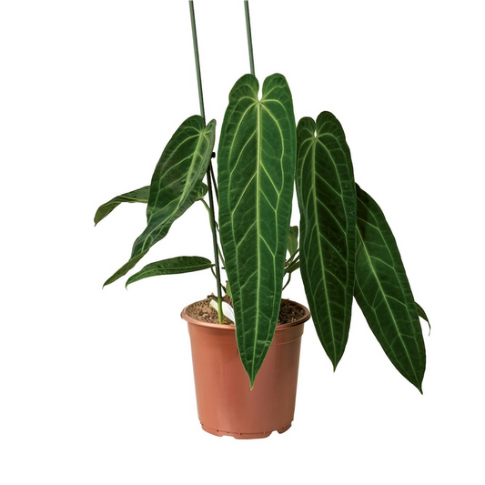 Anthurium warocqueanum