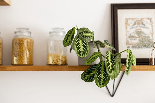 Maranta Lemon Lime