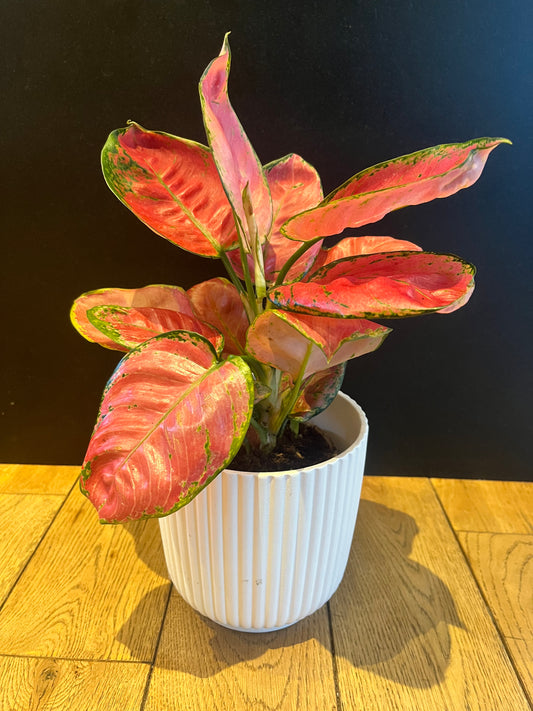 Aglaonema Red